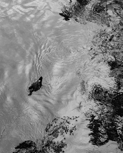 Leben im und am Wasser